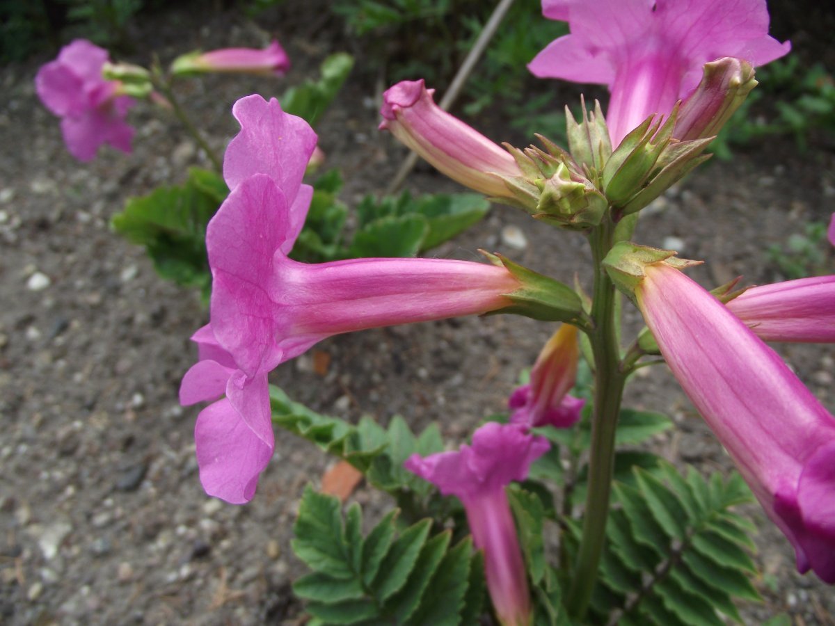 Инкарвиллея Делвея - фото 5