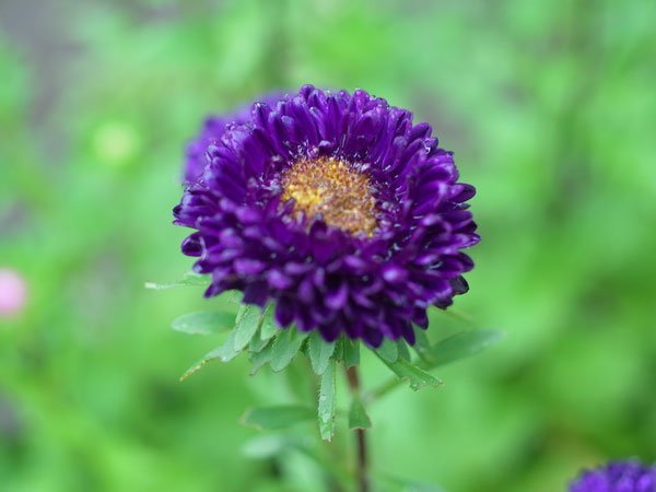 Астра пионовидная Фиолетовая башня