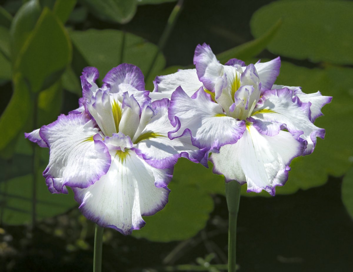 Ирис мечевидный Электрик Рэйс - фото 2