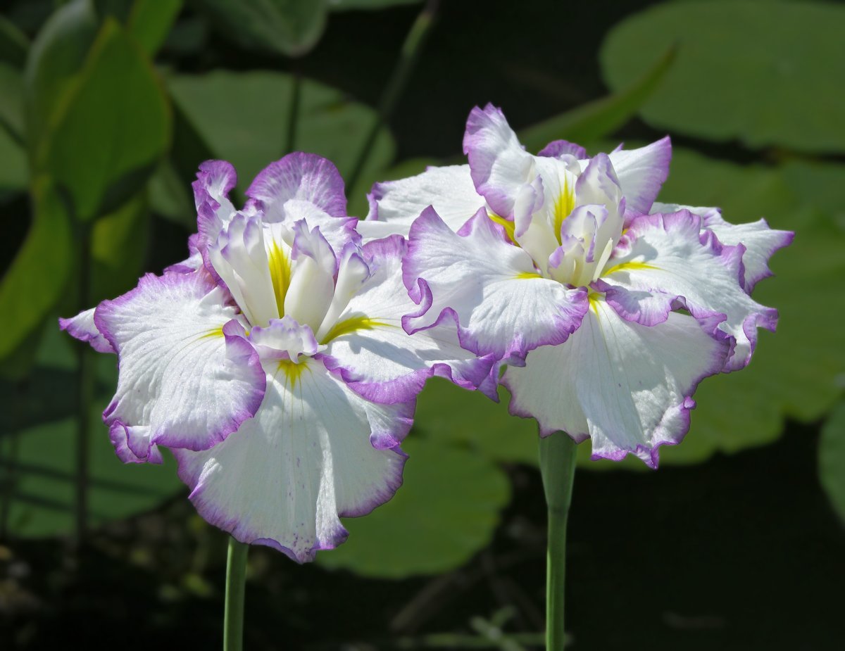 Ирис мечевидный Электрик Рэйс - фото 3