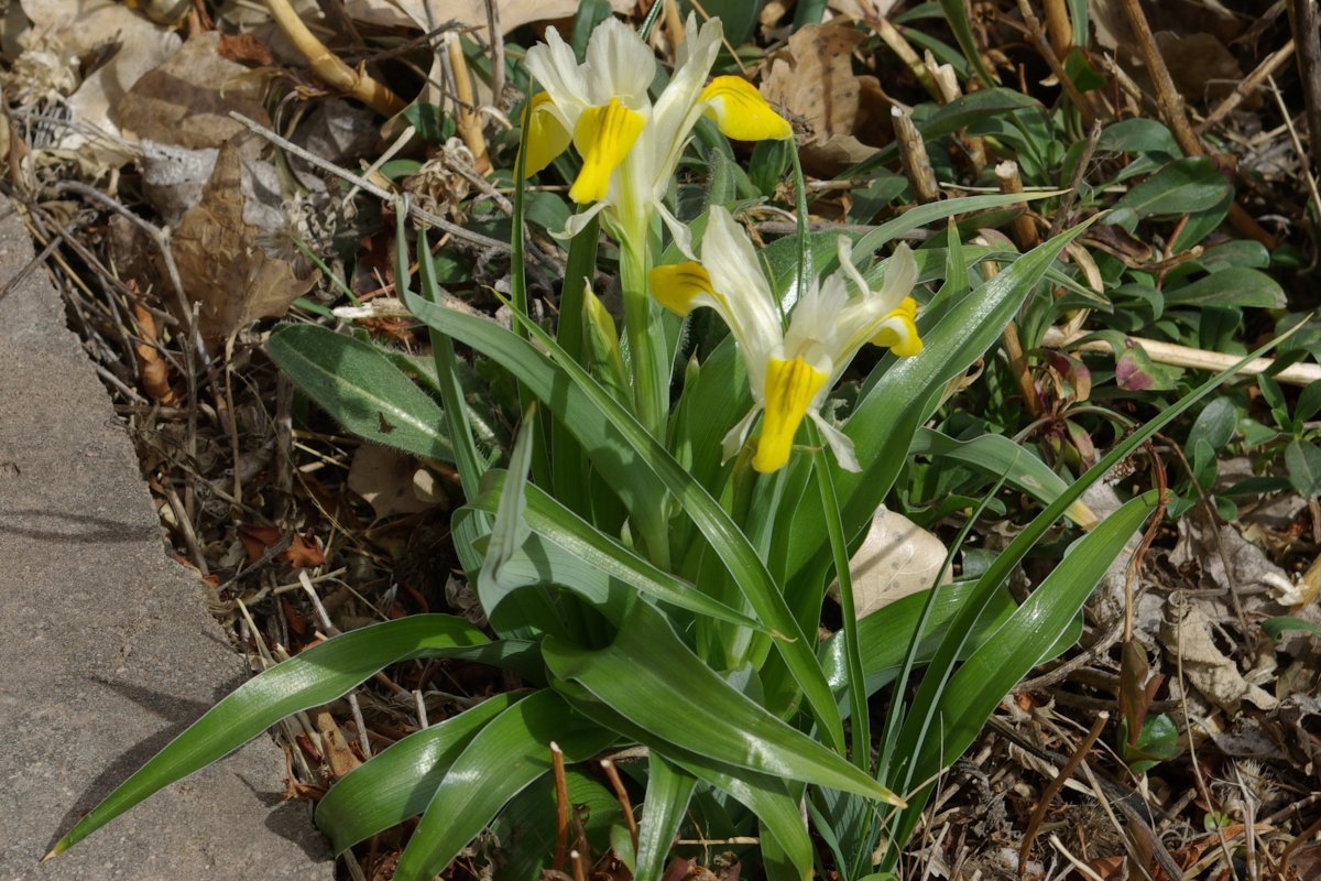 Ирис бухарский Бухарика - фото 6