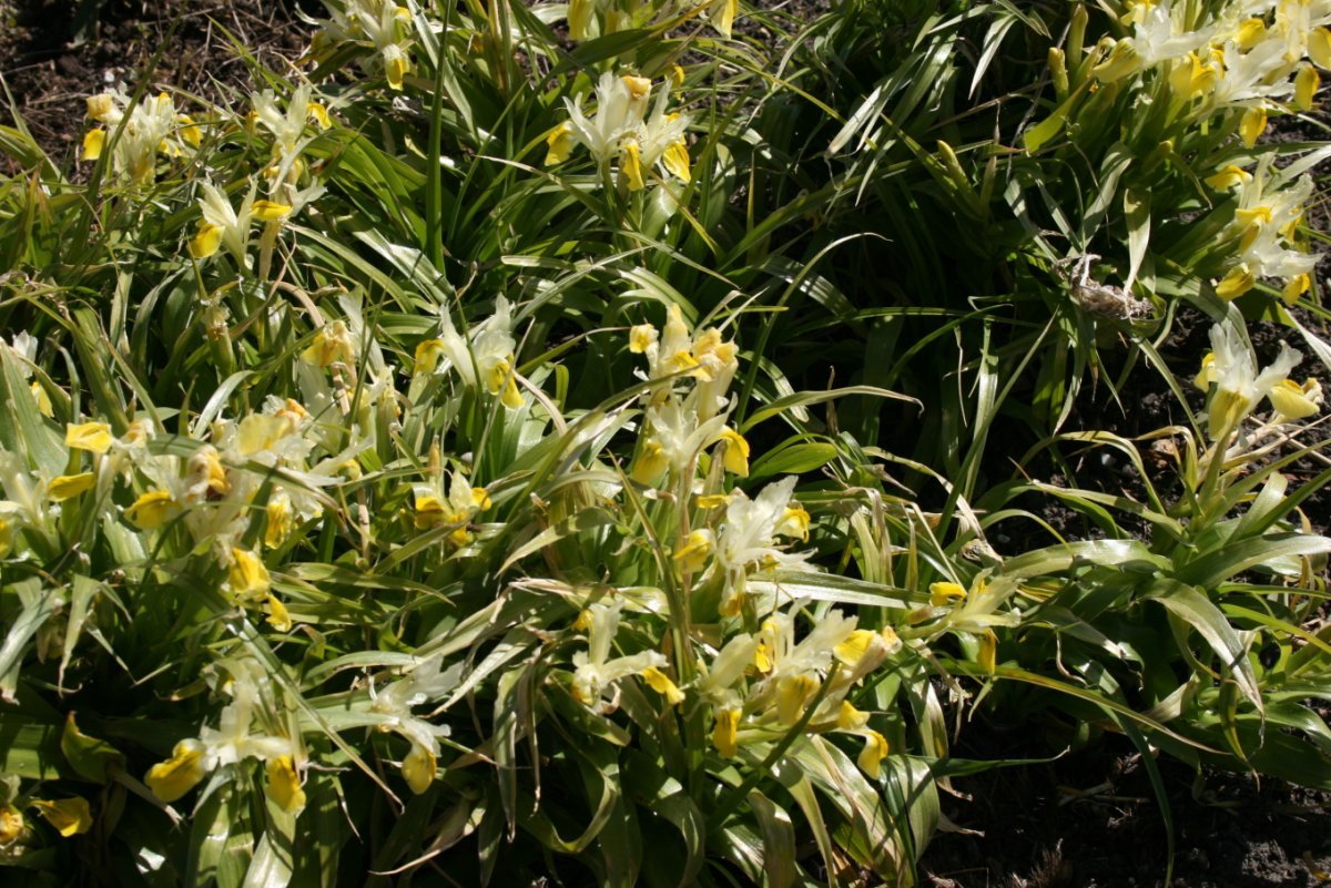 Ирис бухарский Бухарика - фото 2