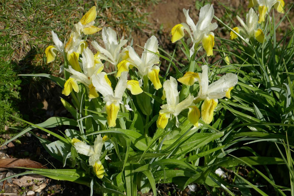 Ирис бухарский Бухарика - фото 7