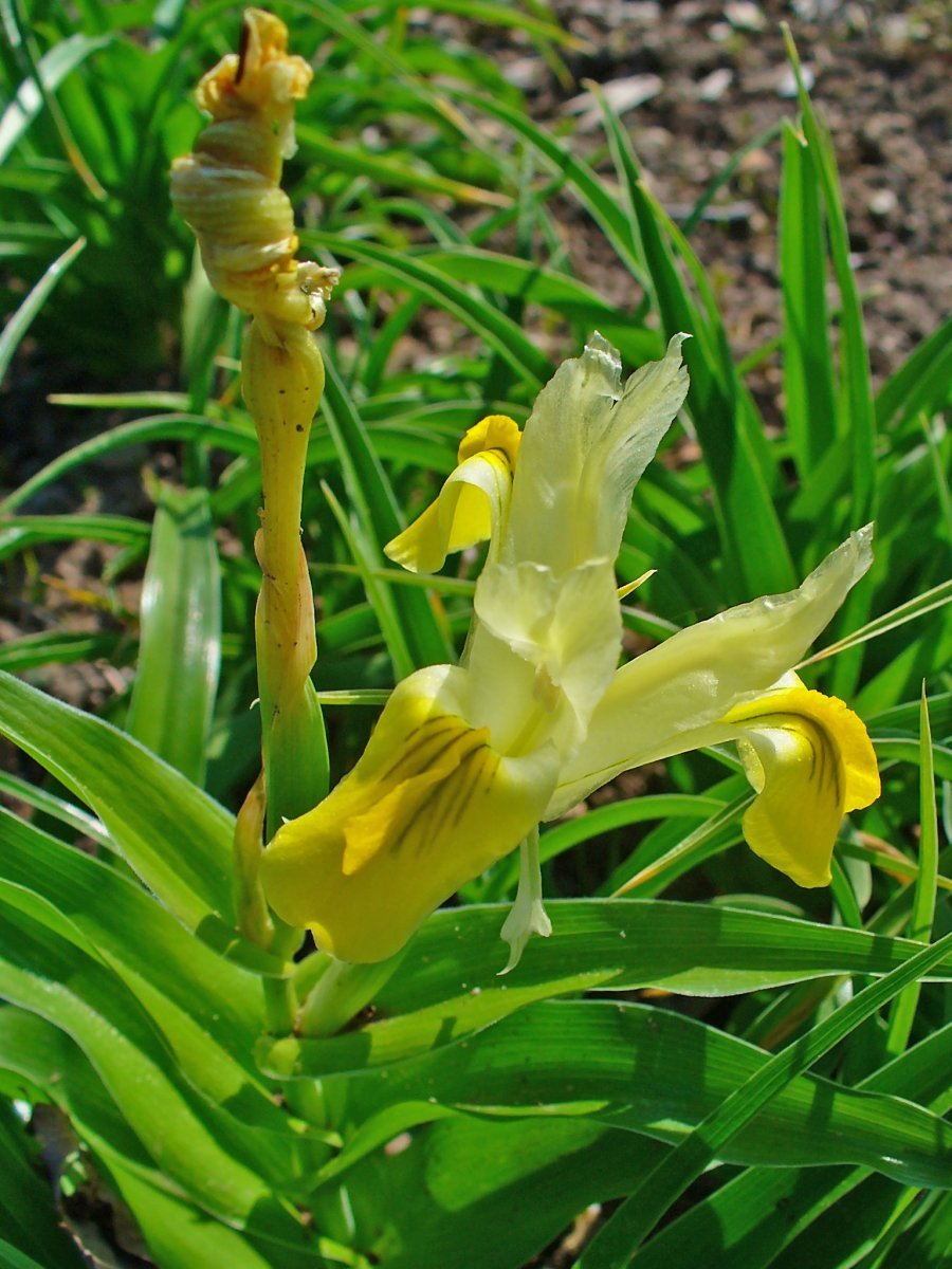 Ирис бухарский Бухарика - фото 4