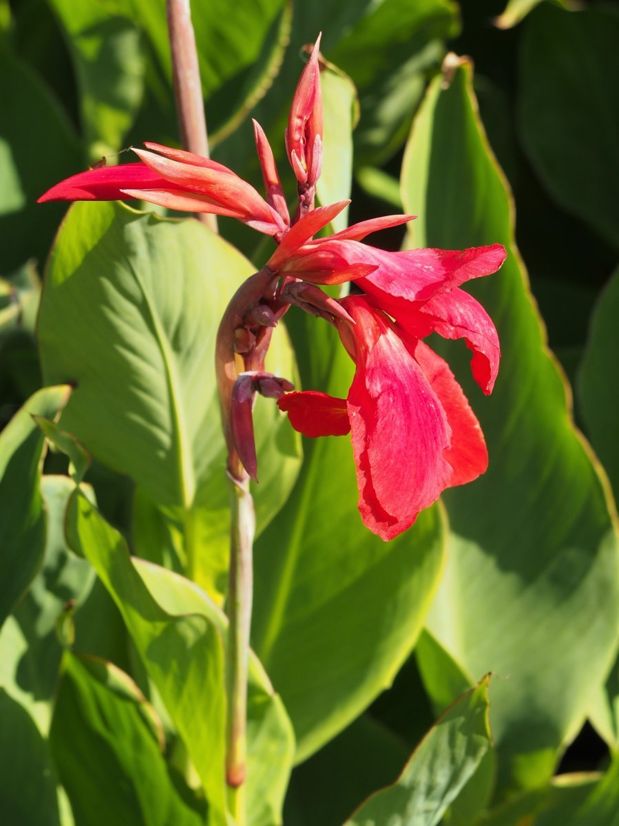 Канна Файерберд - фото 4