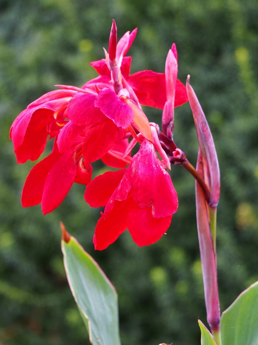 Канна Файерберд - фото 3