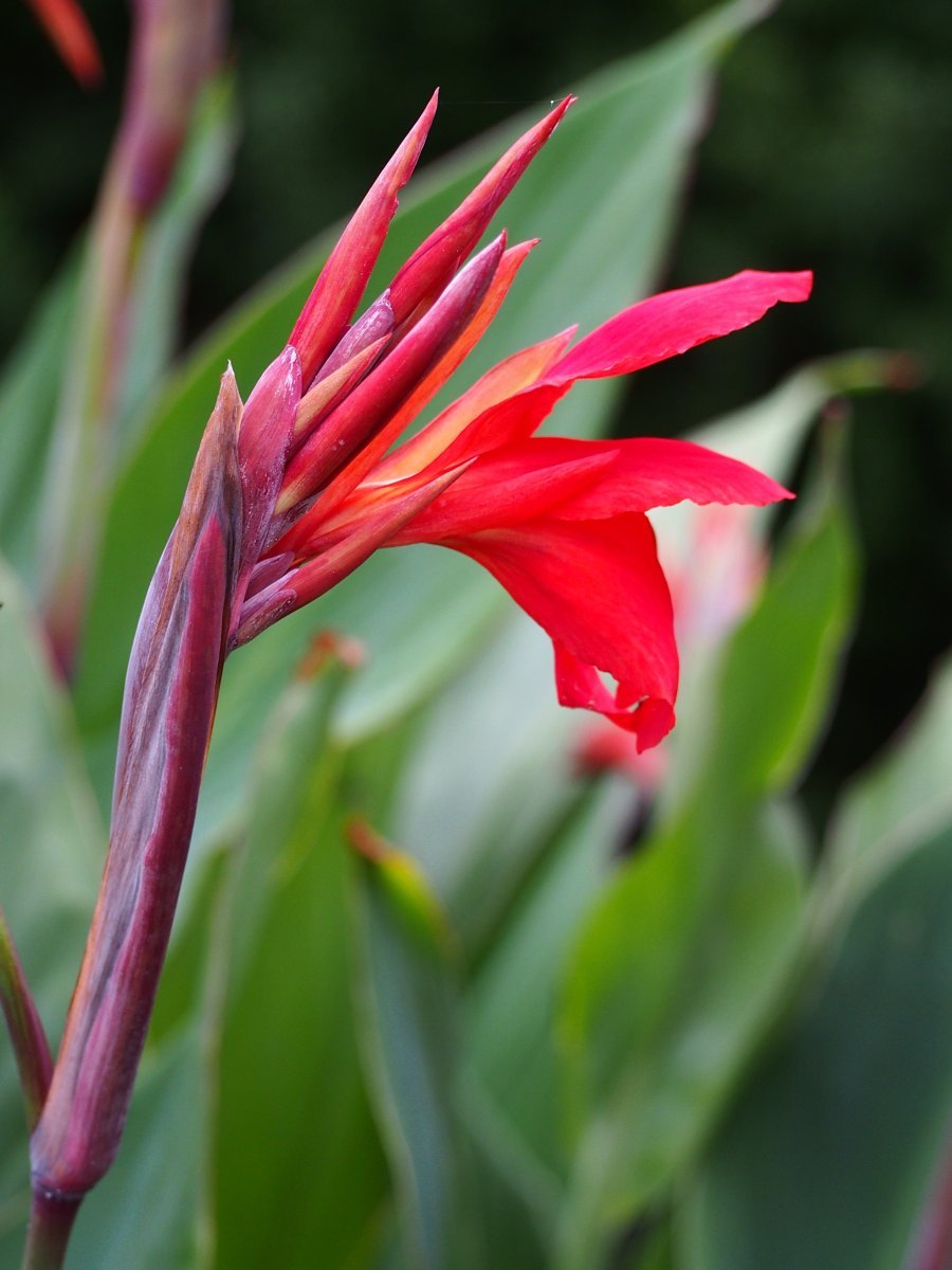 Канна Файерберд - фото 2