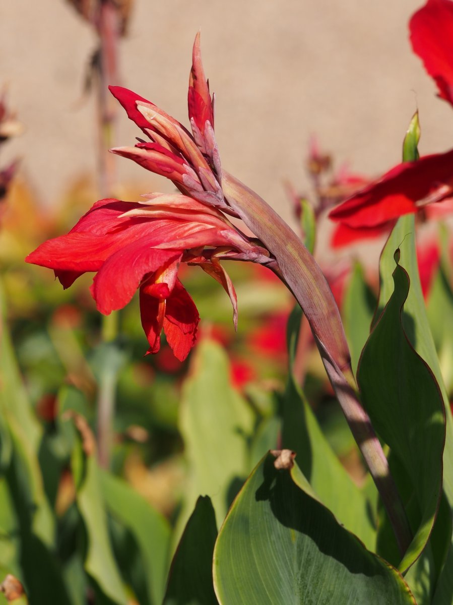 Канна Файерберд - фото 5