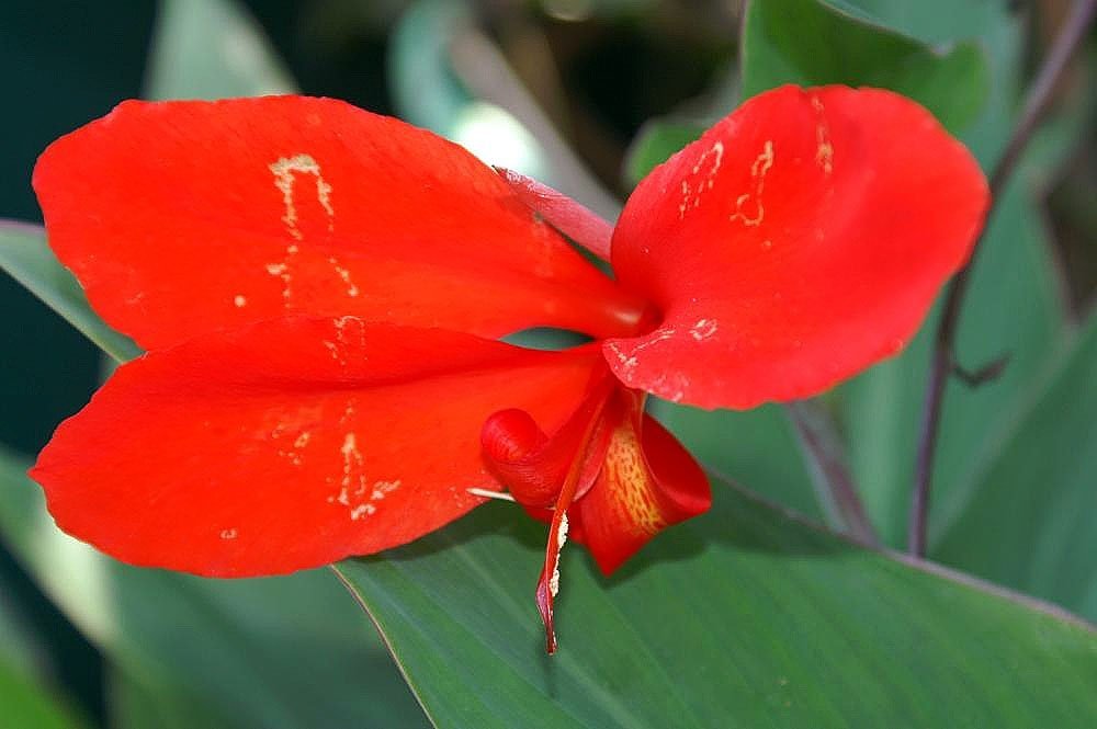 Канна Файерберд - фото 8