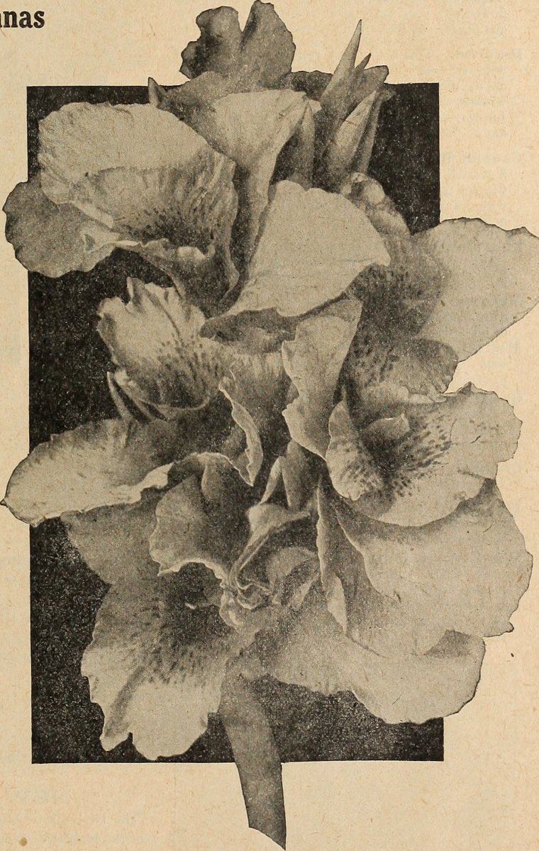 Канна Бриллиант - фото 4