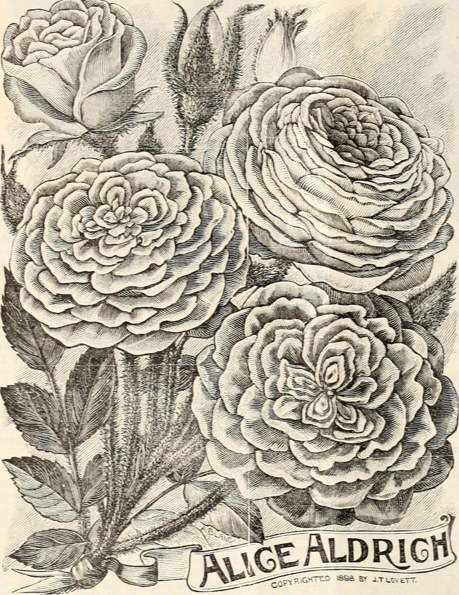 Канна Бриллиант - фото 5