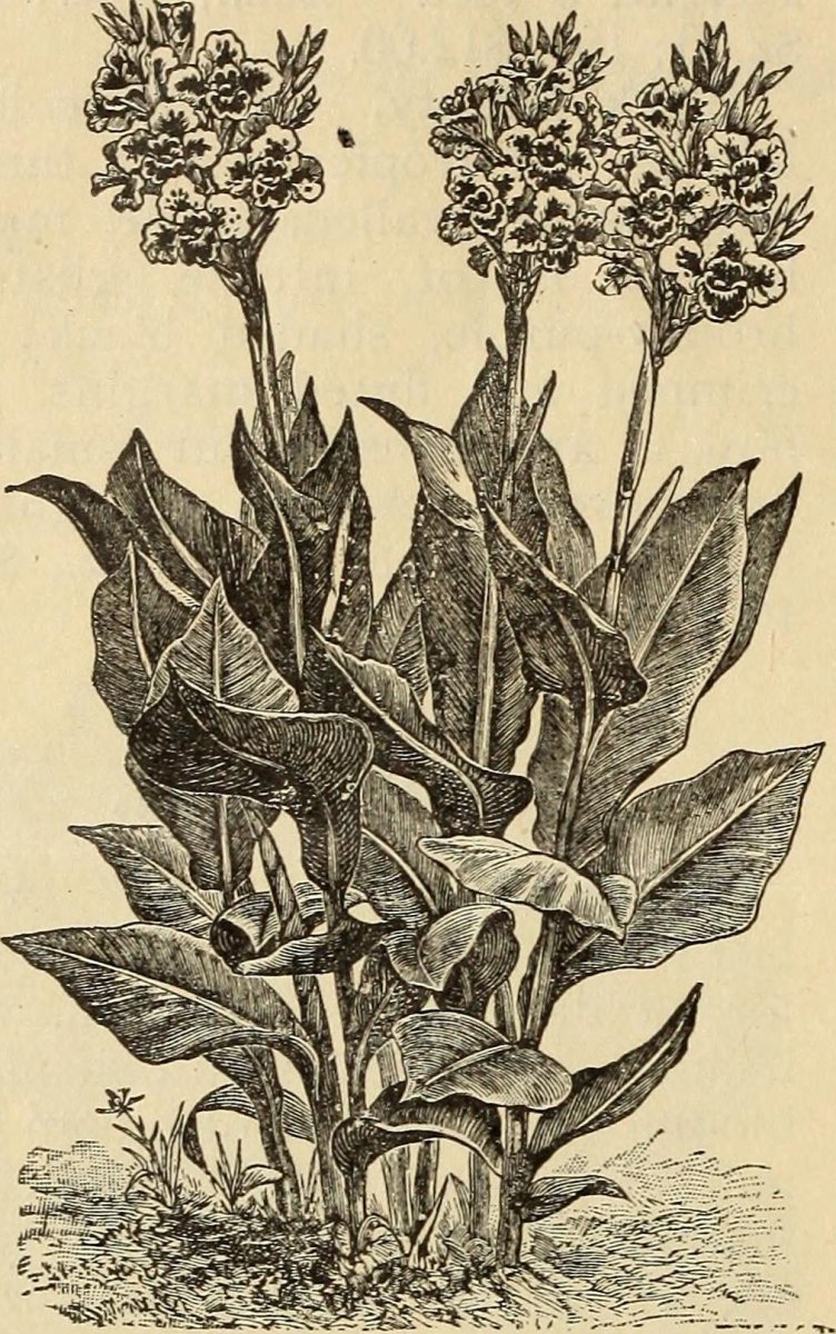 Канна Бриллиант - фото 2