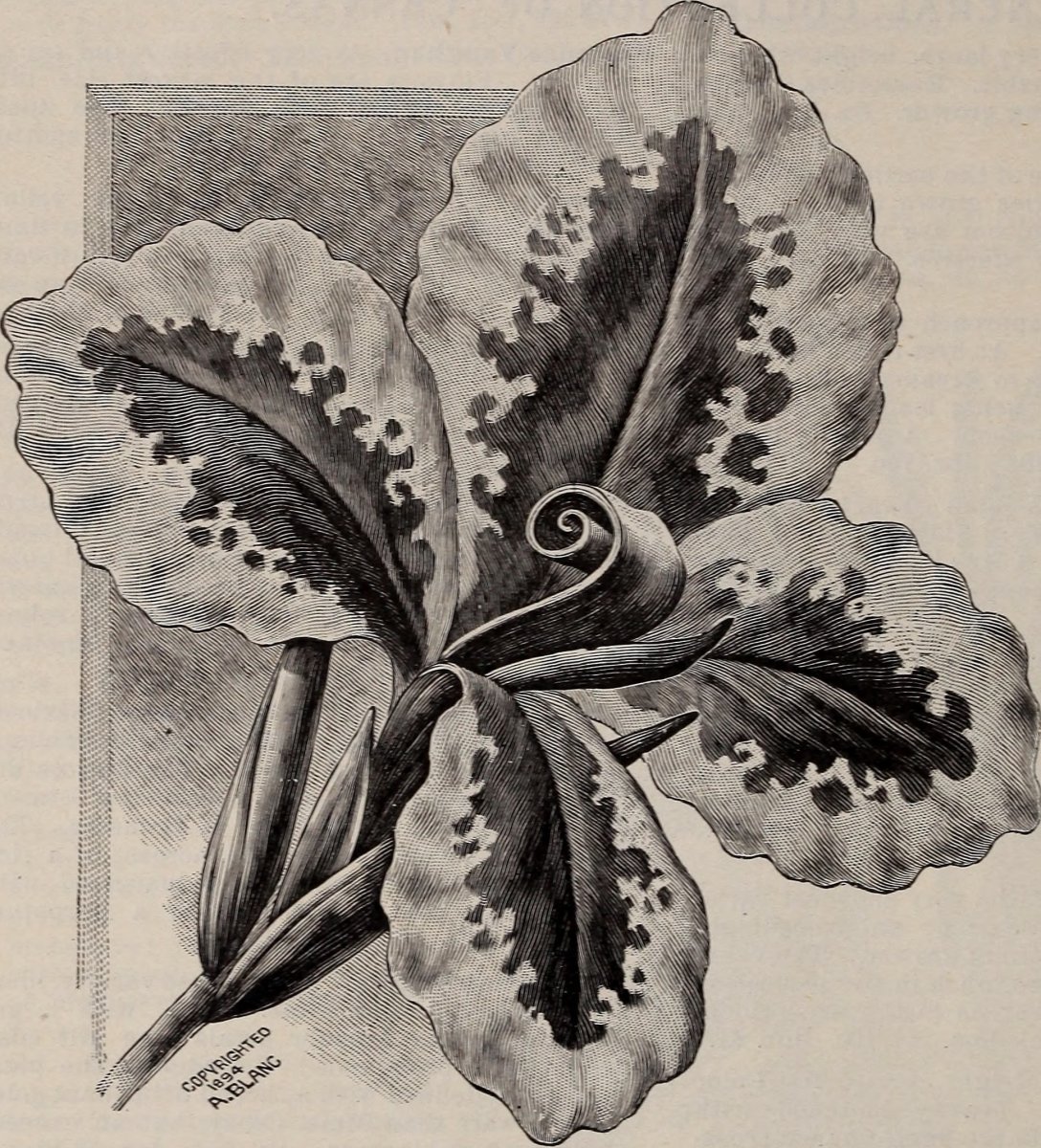 Канна Бриллиант - фото 6