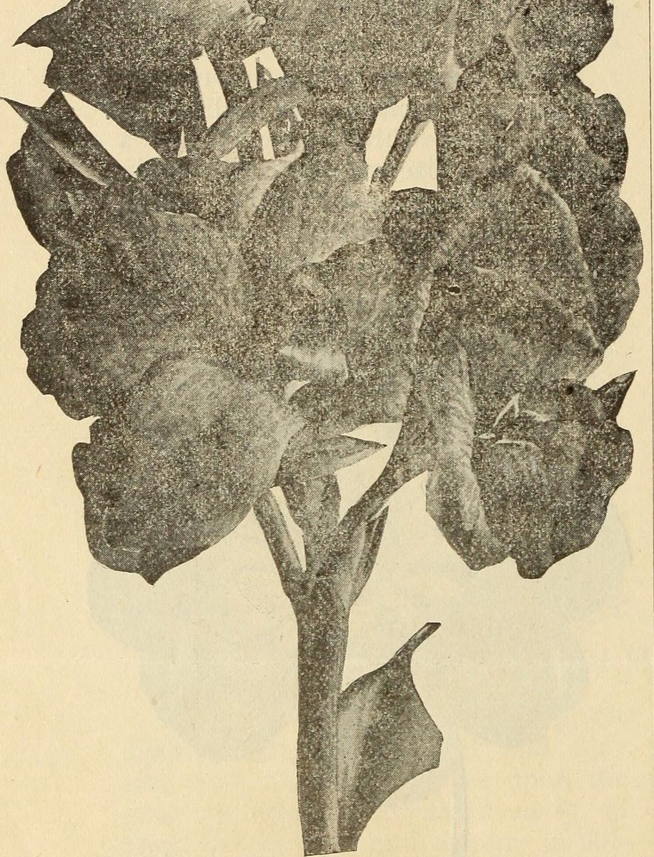 Канна Бриллиант - фото 3