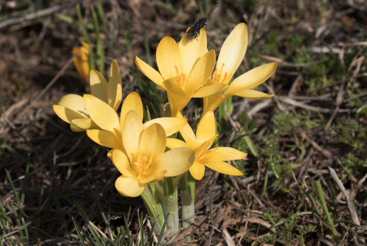 Крокус Голден Йеллоу - фото 4