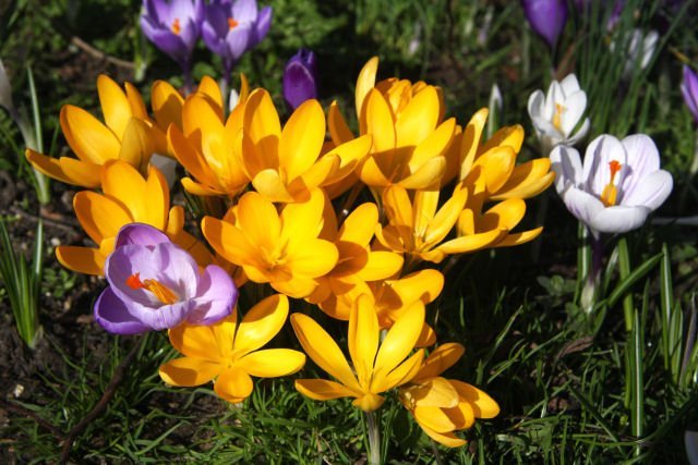 Крокус Голден Йеллоу - фото 8