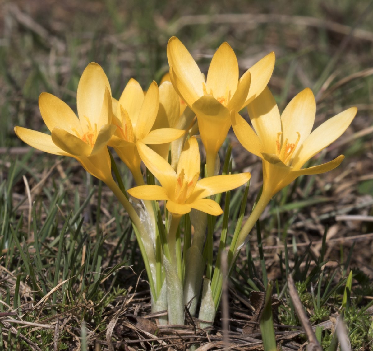 Крокус Голден Йеллоу