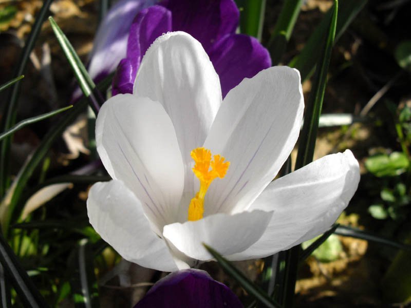 Крокус Жанна д'Арк - фото 6