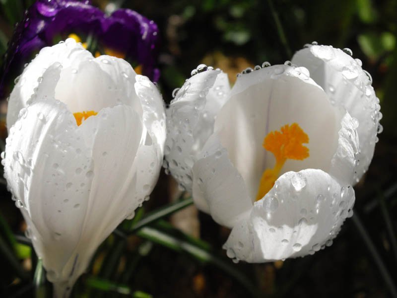 Крокус Жанна д'Арк - фото 5