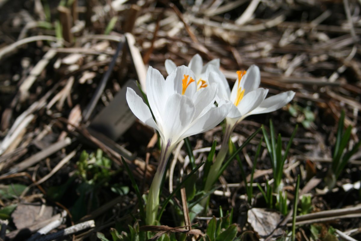 Крокус Жанна д'Арк - фото 4