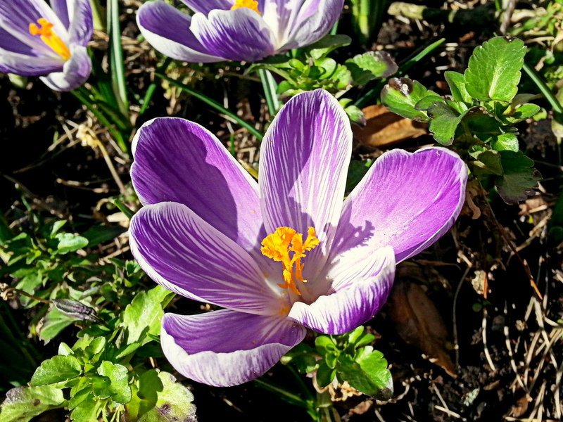 Крокус Пиквик - фото 3