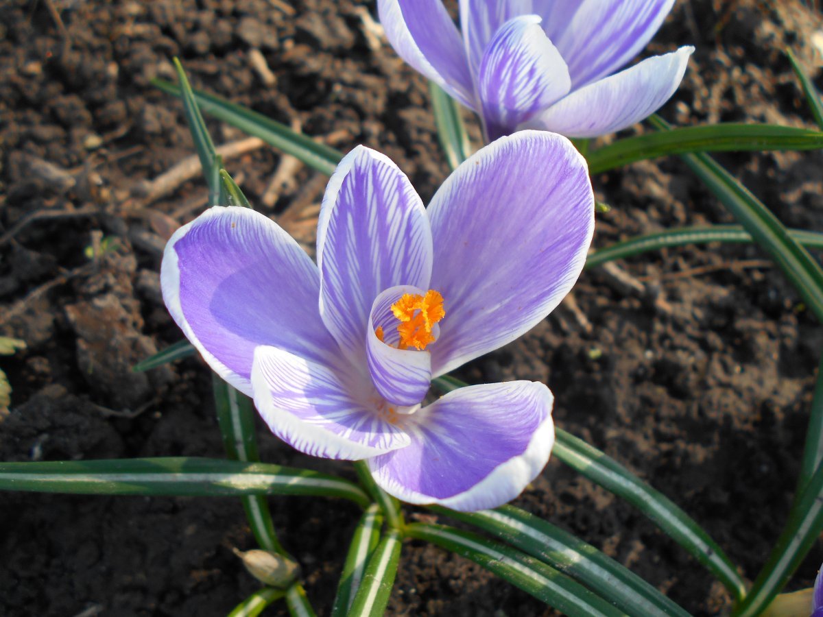 Крокус Пиквик - фото 8