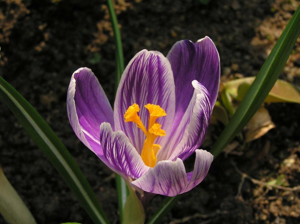 Крокус Ремембранс - фото 6
