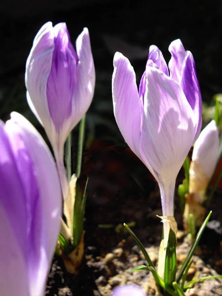 Крокус Вангард - фото 3