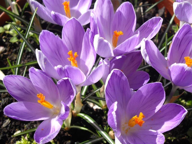 Крокус Вангард