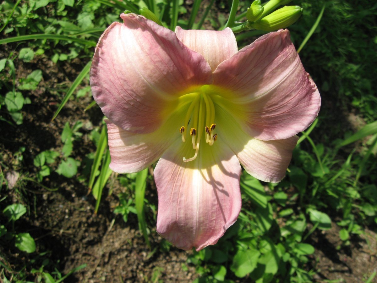 Лилейник Катерина Вудбери