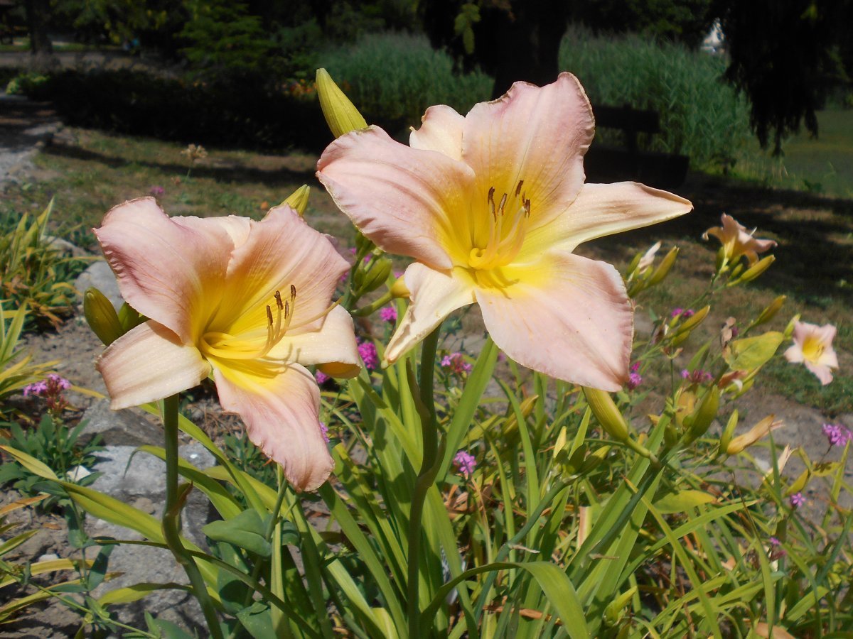 Лилейник Катерина Вудбери - фото 5