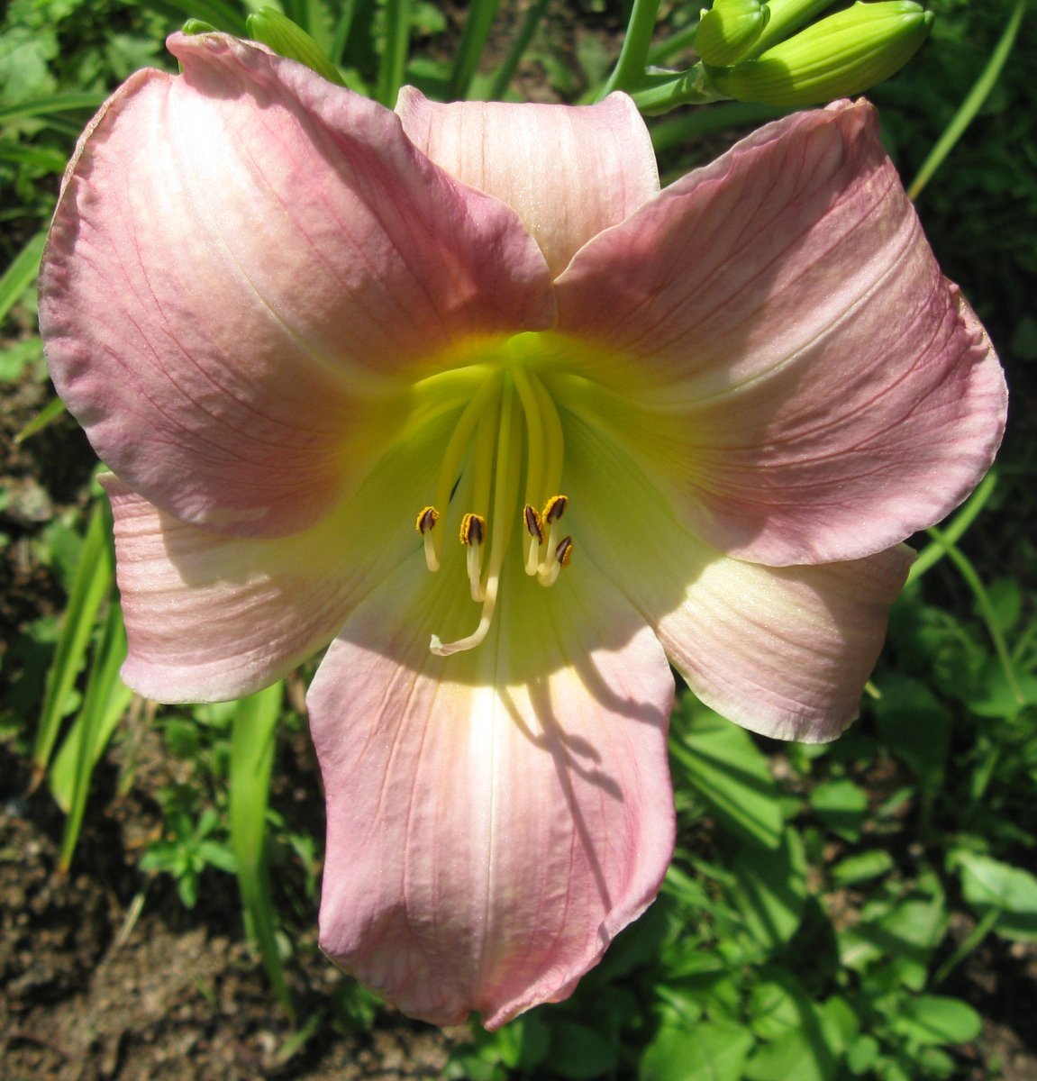 Лилейник Катерина Вудбери - фото 2