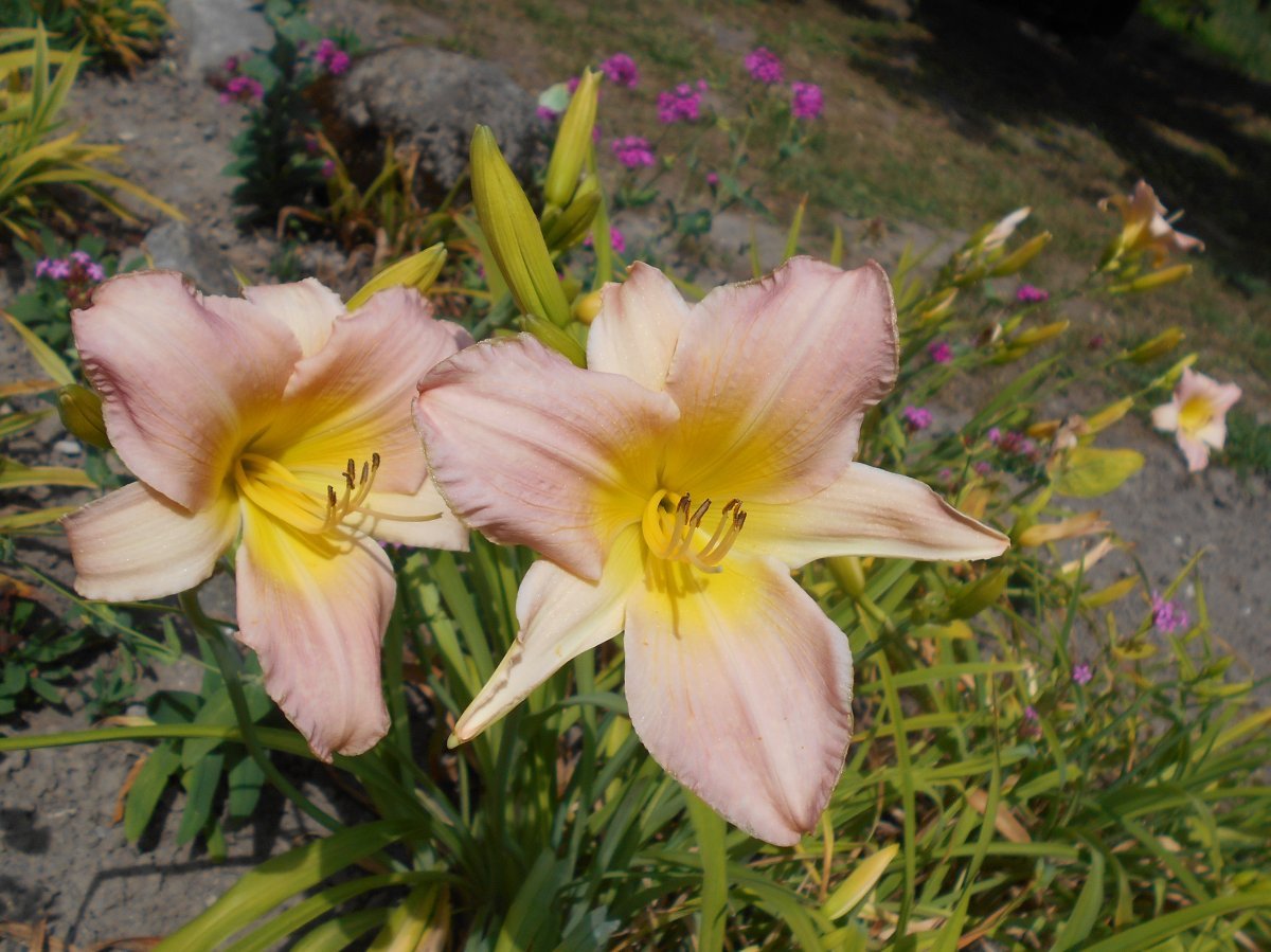 Лилейник Катерина Вудбери - фото 6