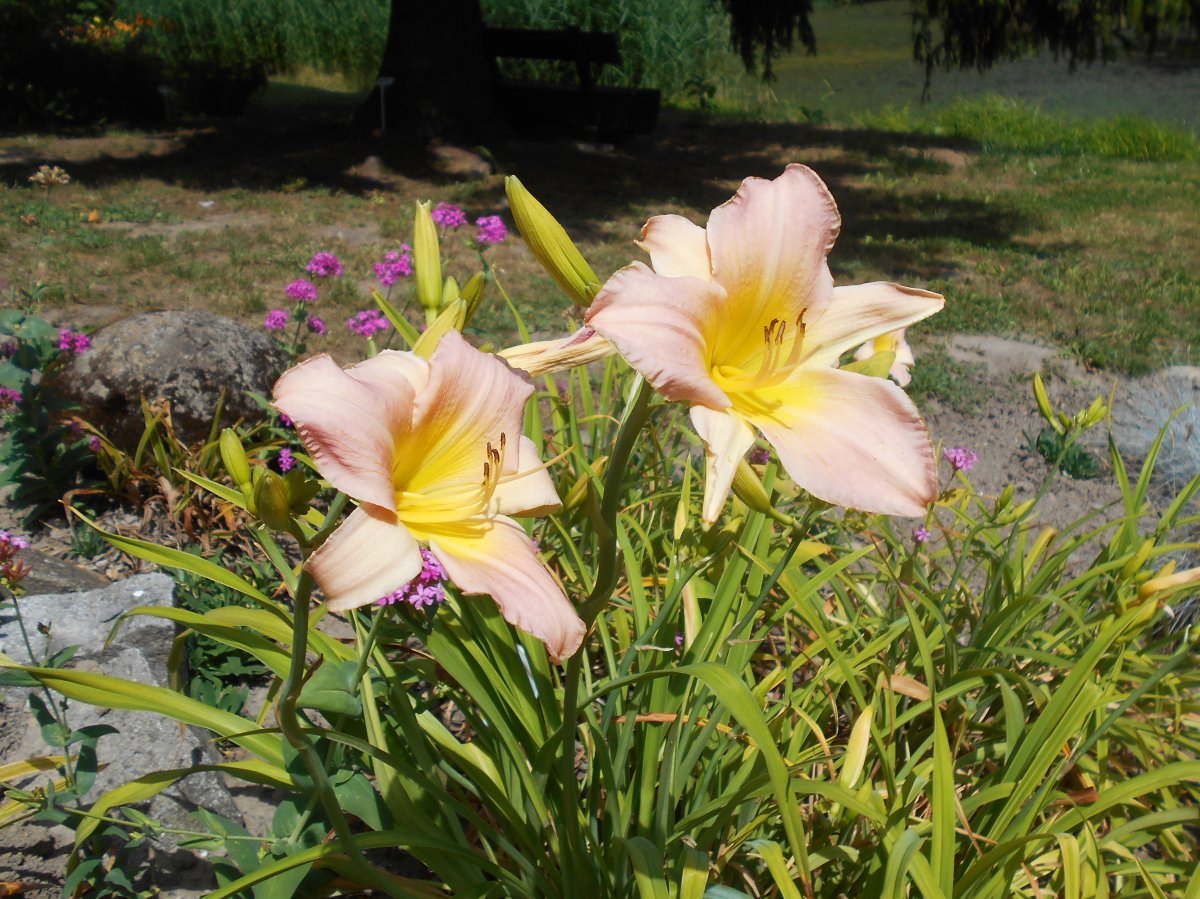 Лилейник Катерина Вудбери - фото 4