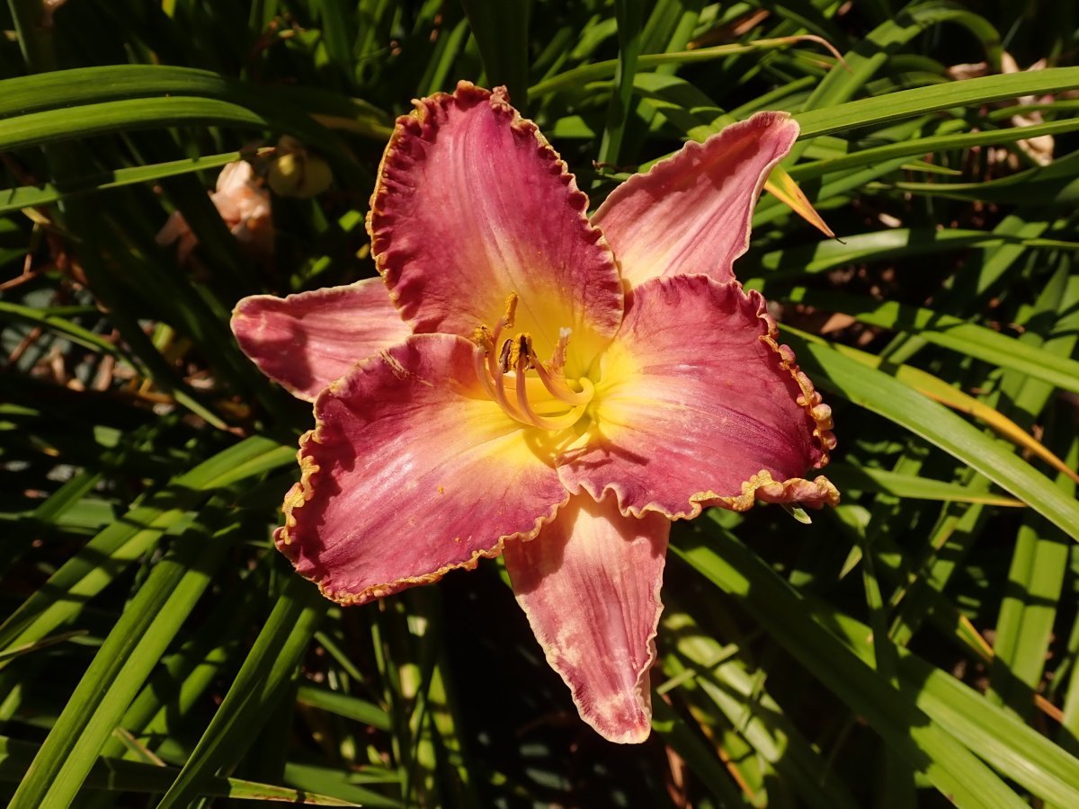 Лилейник Дэвид Киргхоф