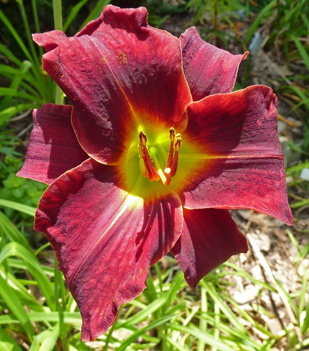 Лилейник Эд Мюрей - фото 2