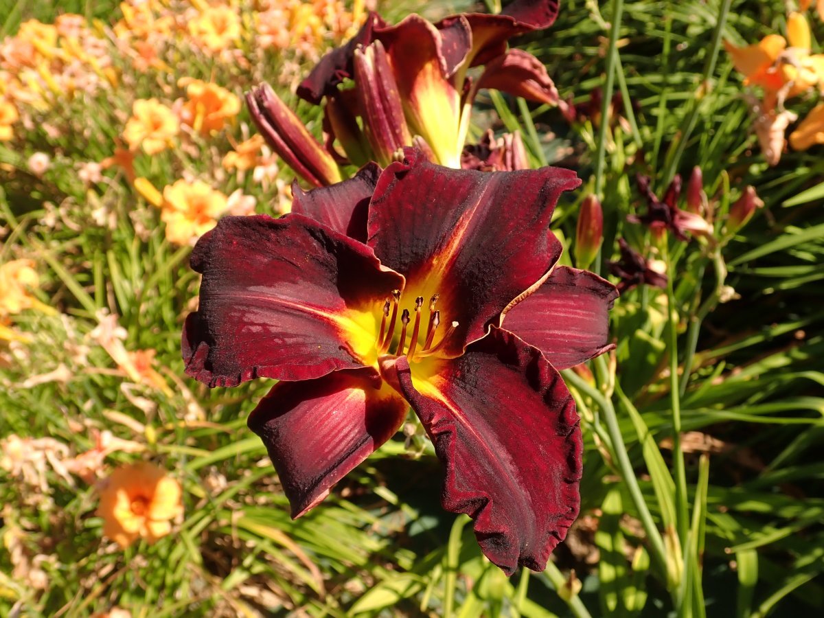 Лилейник Эд Мюрей - фото 3