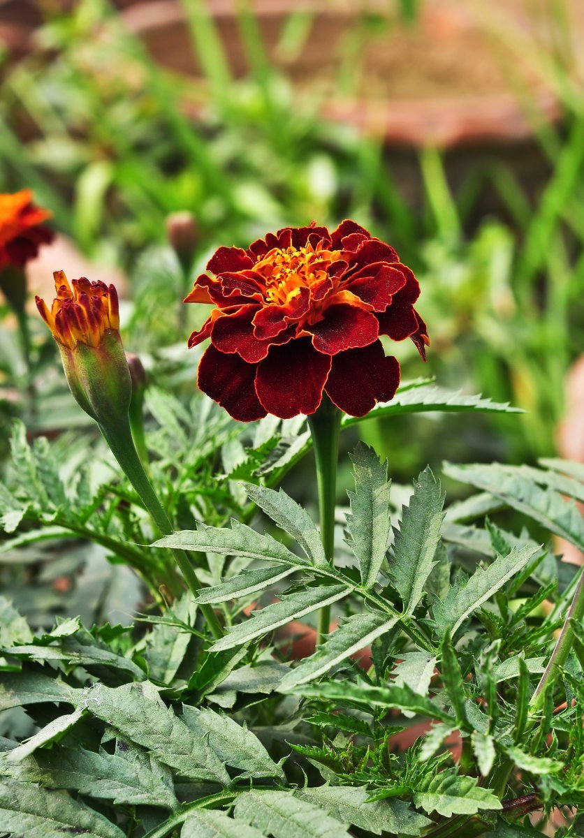 Бархатцы отклоненные - фото 7