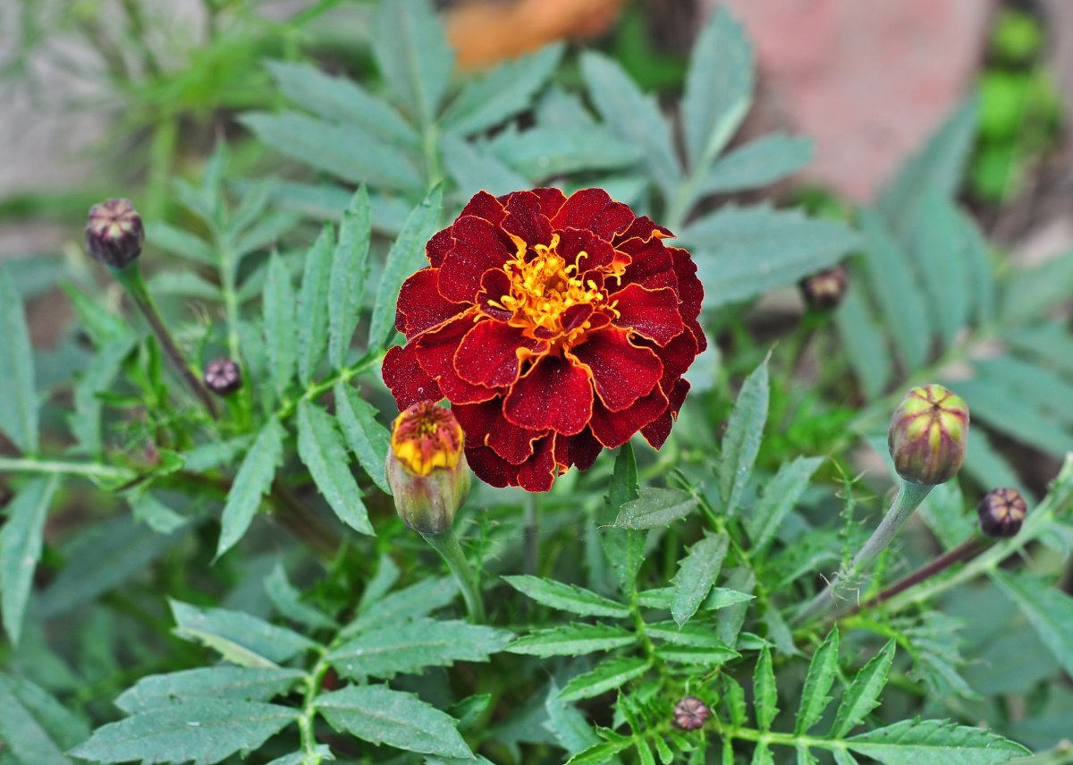 Бархатцы отклоненные - фото 8