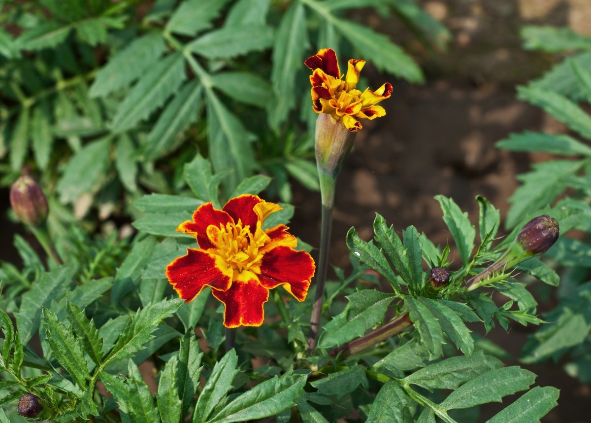 Бархатцы отклоненные - фото 9