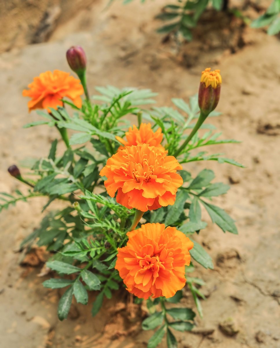 Бархатцы отклоненные - фото 11