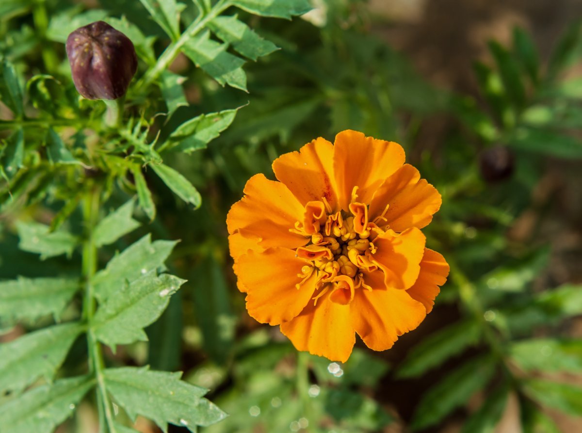 Бархатцы отклоненные - фото 10