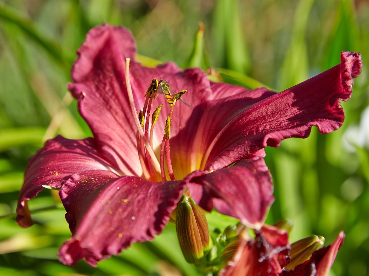 Лилейник Саммер Вайн