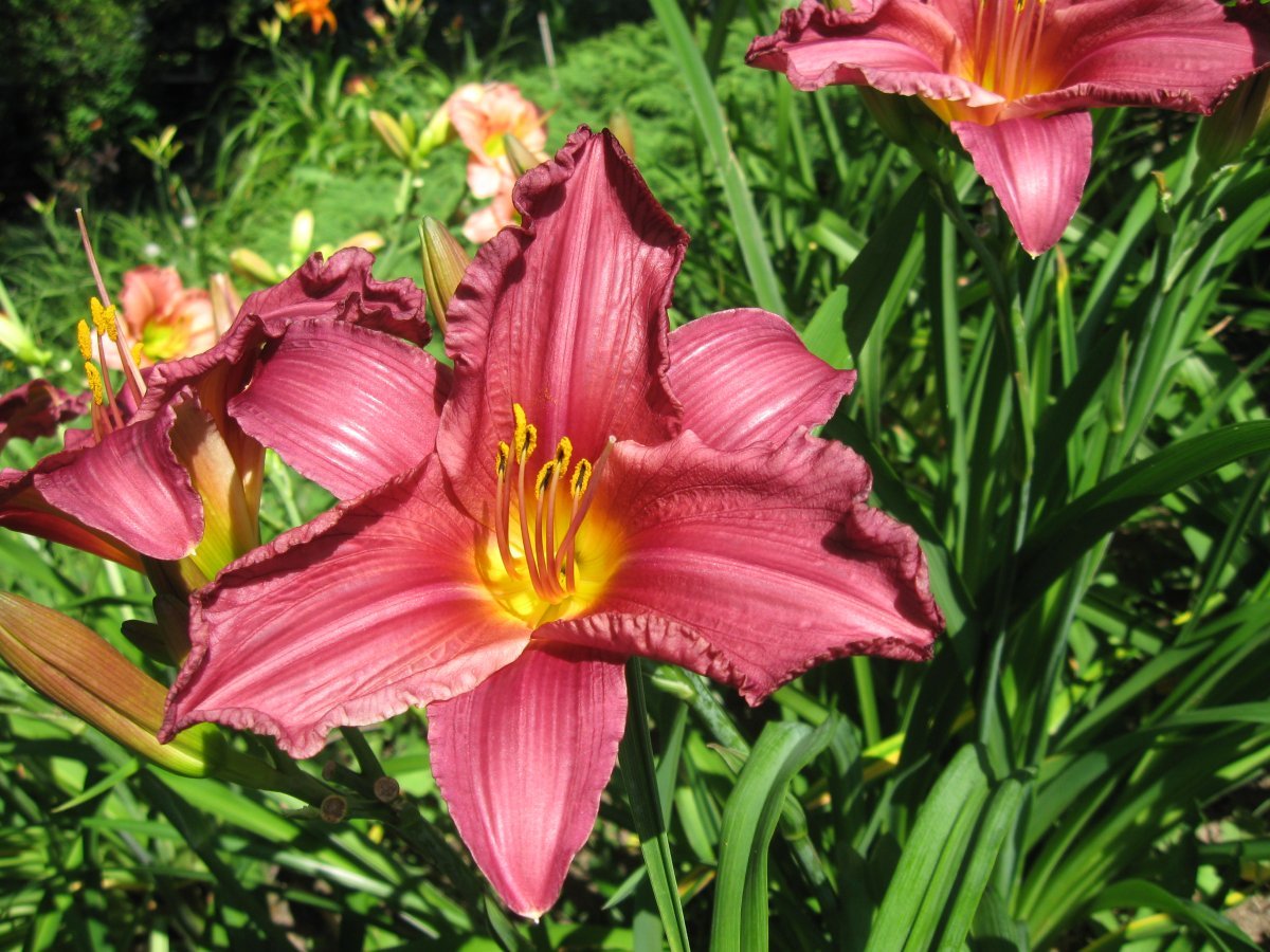 Лилейник Саммер Вайн - фото 6