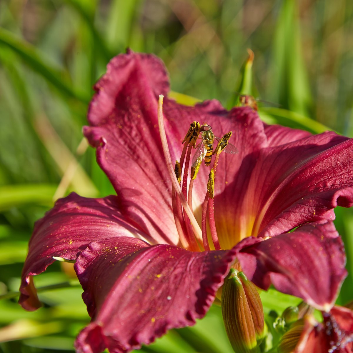 Лилейник Саммер Вайн - фото 2