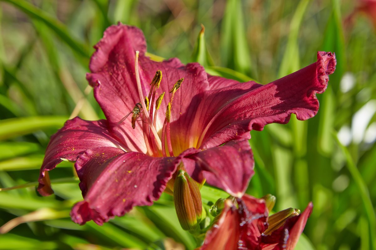 Лилейник Саммер Вайн - фото 3