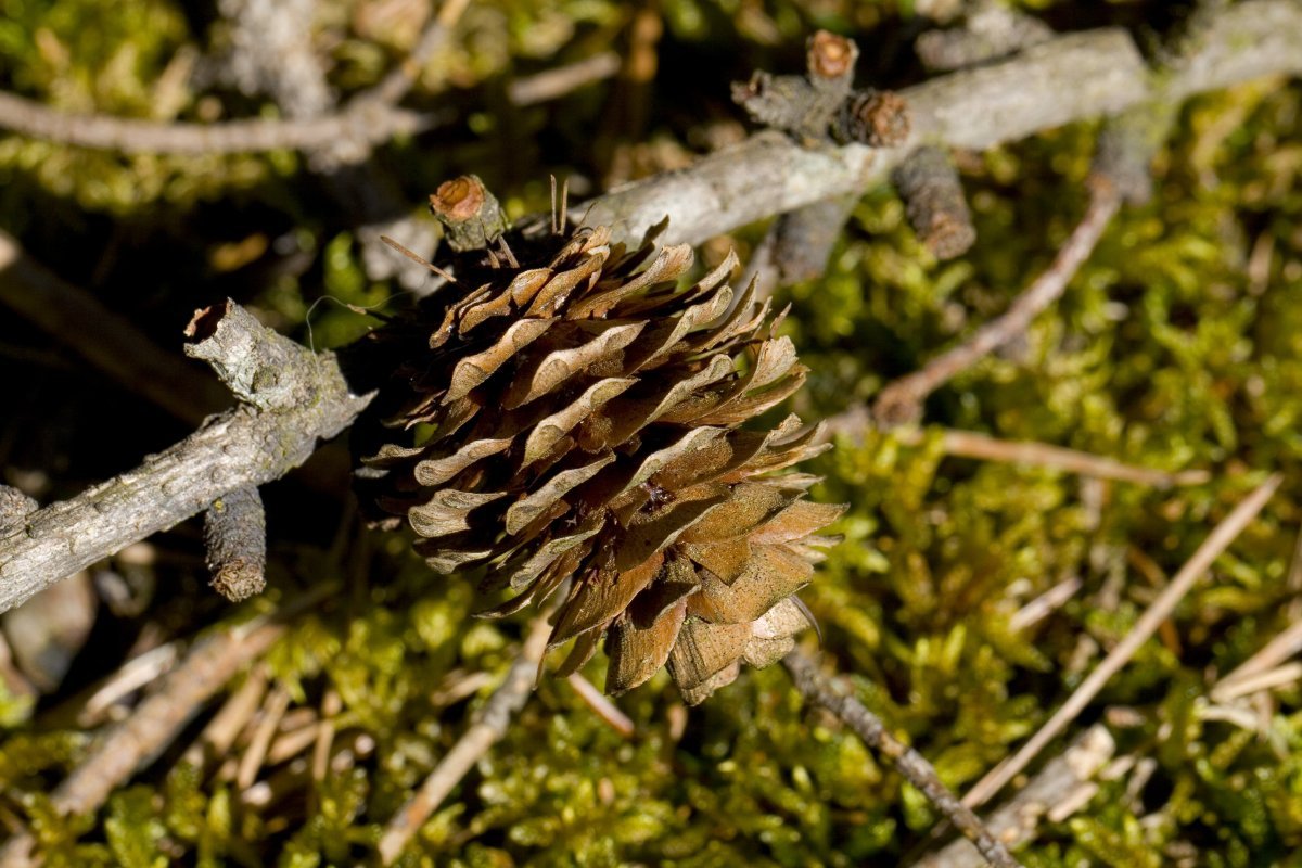 Лиственница Кемпфера - фото 2