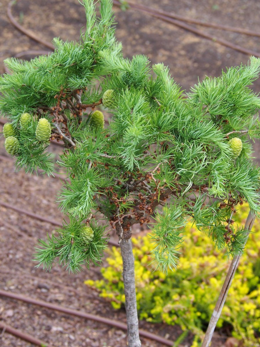 Лиственница Кемпфера