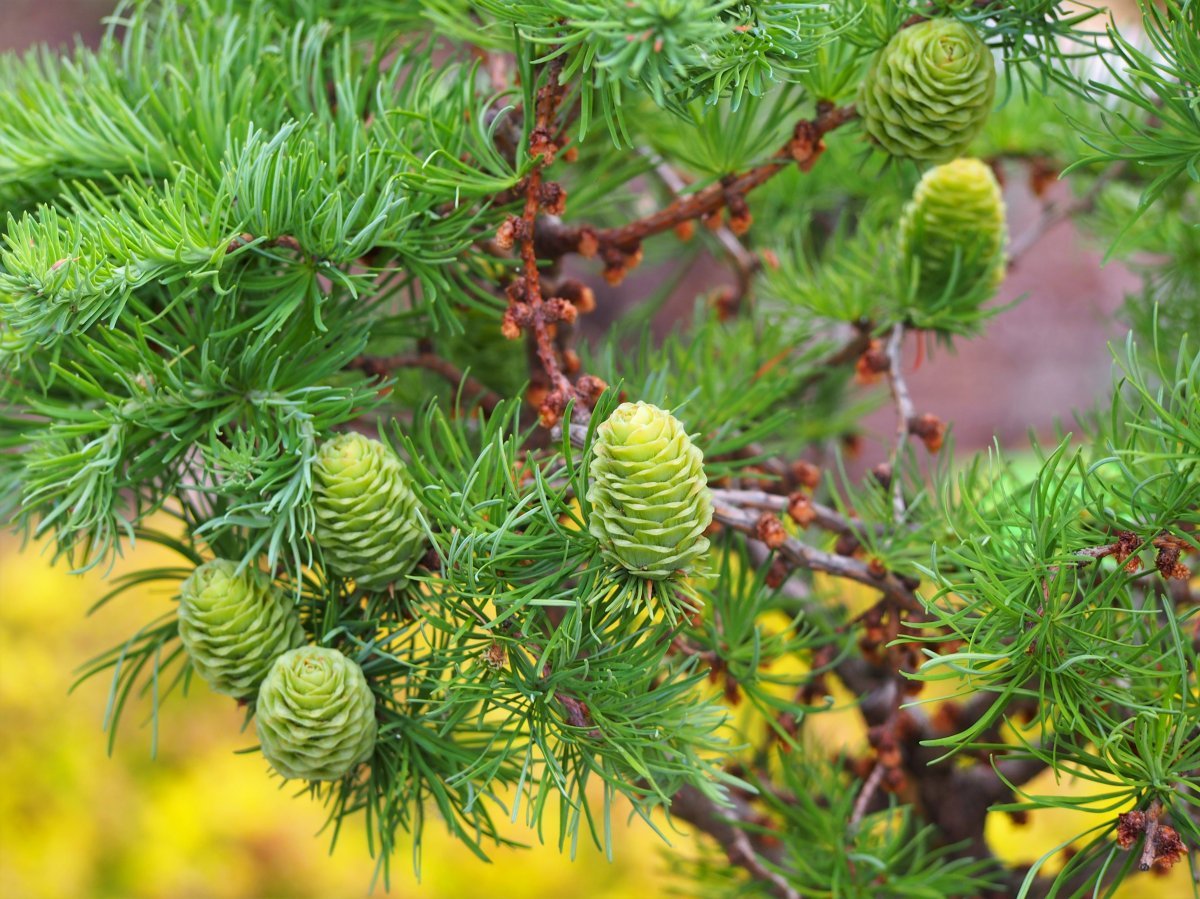 Лиственница Кемпфера - фото 8