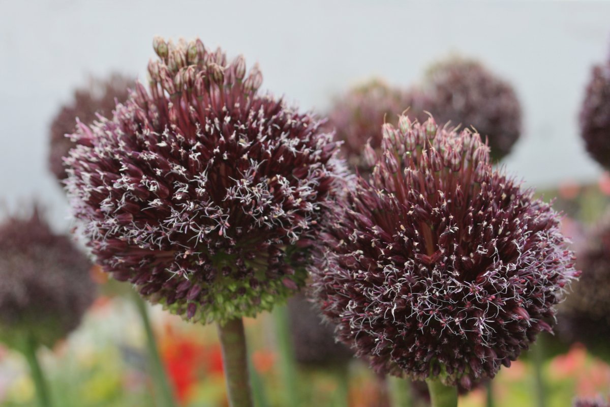 Лук декоративный Форлок